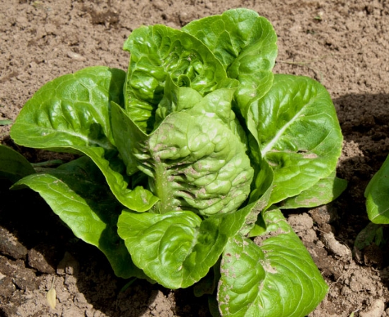 Green Gem Lettuce