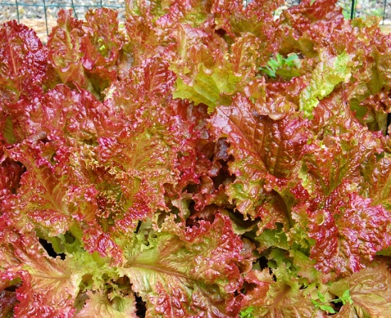 Red Leaf Lettuce