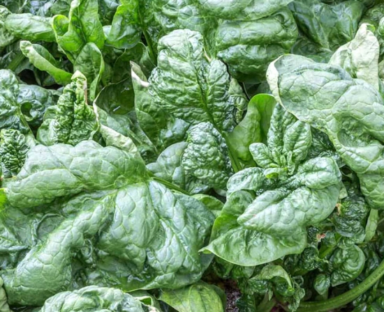 Savoy-Leaf Spinach