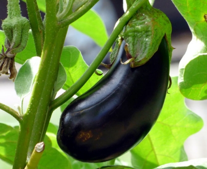 Italian Eggplant