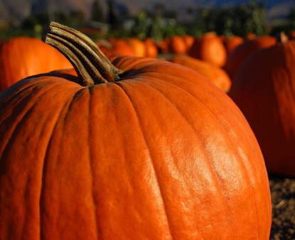 Large Pumpkin