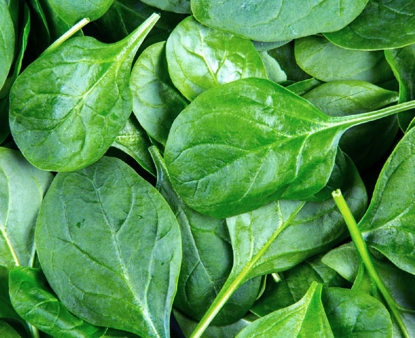 Smooth-Leaf Spinach