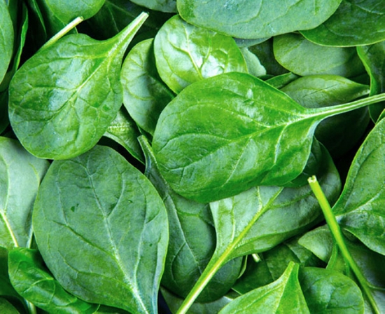 Smooth-Leaf Spinach