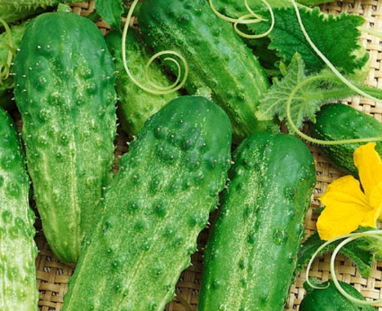 Pickling Cucumber