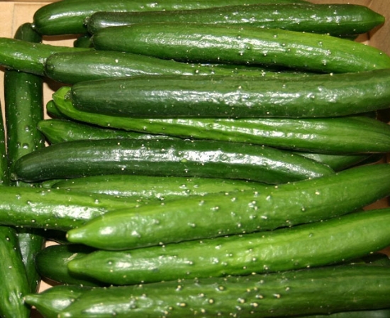 Burpless Cucumber