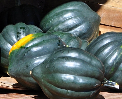 Acorn Winter Squash