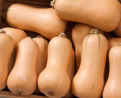 Butternut Winter Squash