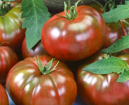 Purple Beefsteak Tomato