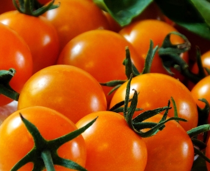 Gold Cherry Tomato