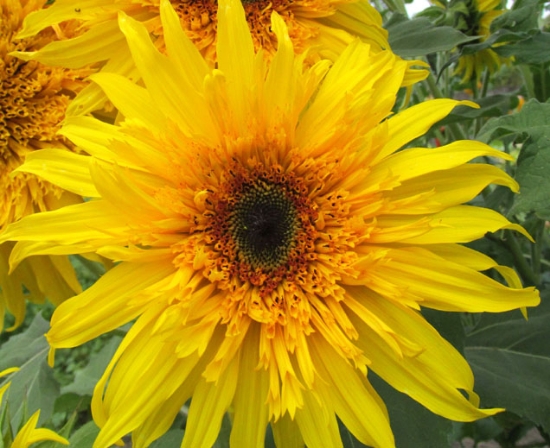 Semidouble Sunflower