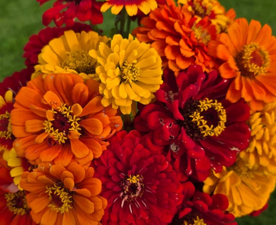 Flaming Mix Zinnia