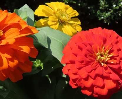 Fruit Mix Zinnia