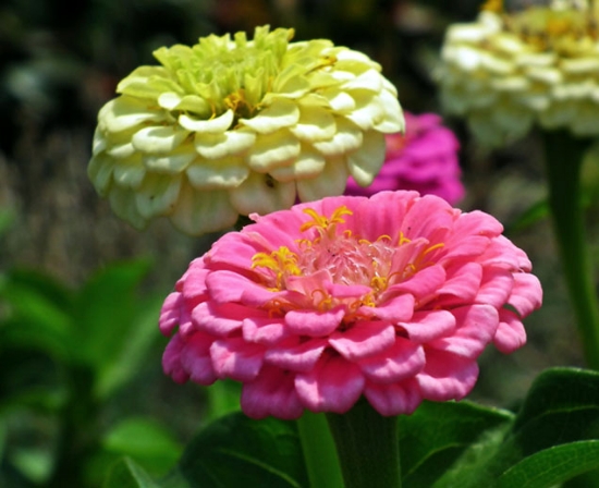 Pink Mix Zinnia
