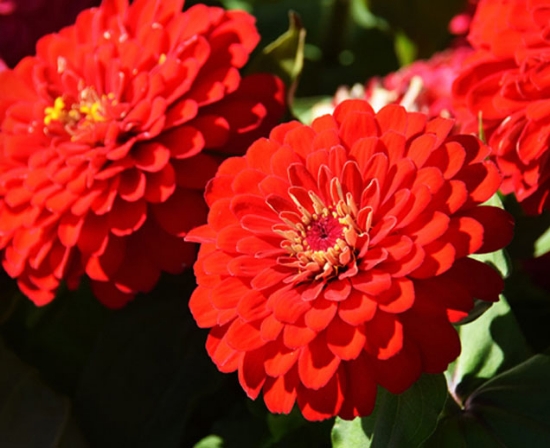 Red Mix Zinnia