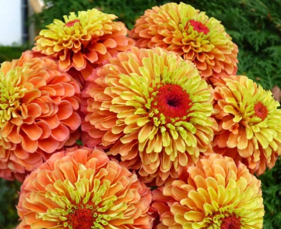 Vintage Orange Zinnia