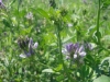 Picture of North Dakota Alfalfa, Forages, and Cover Crops Testing Trials