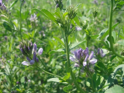 Picture of North Dakota Alfalfa, Forages, and Cover Crops Testing Trials