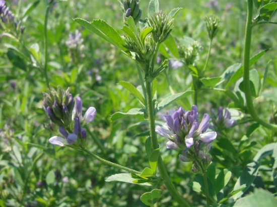 Picture of North Dakota Alfalfa, Forages, and Cover Crops Testing Trials