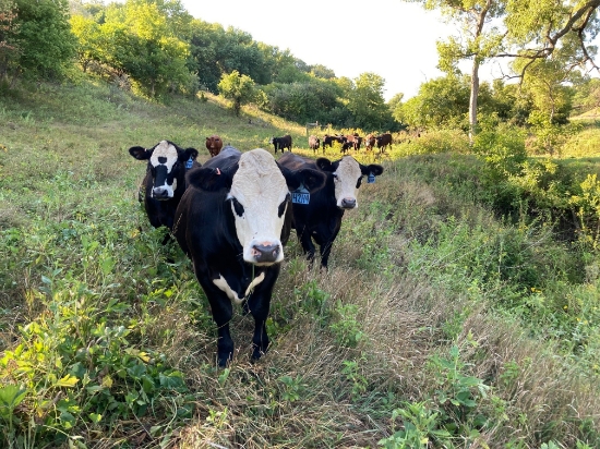 Picture of Livestock Environmental Stewardship Event Sponsorship